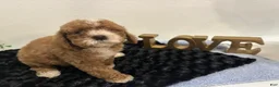 Mini Goldendoodle dogs for sale: Wyatt - Ad 4