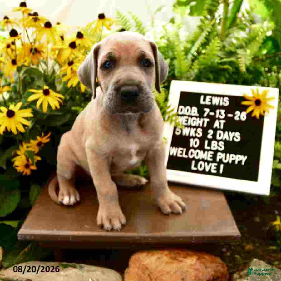 Great Dane dogs Lewis - Ad 1
