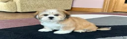 Lhasa Apso dogs for sale: Snickers - Ad 5