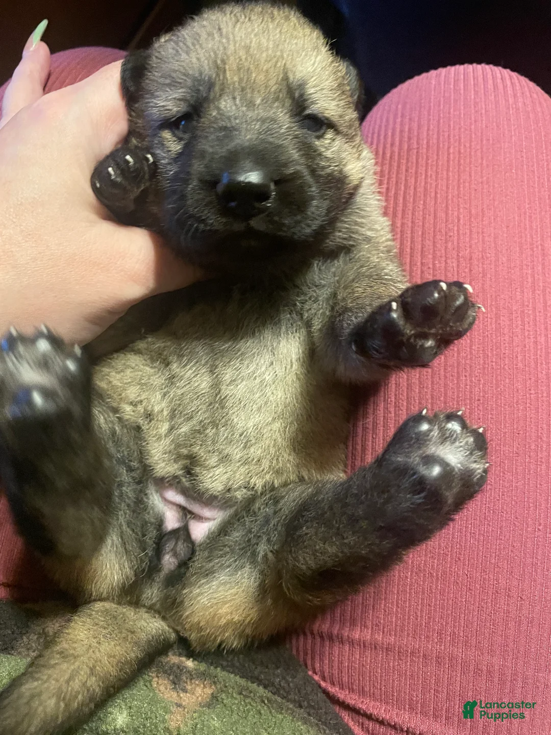 German Shepherd dogs for sale: German Shepherd 5 - Ad 1