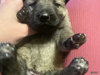 German Shepherd dogs German Shepherd 5 - Ad 1