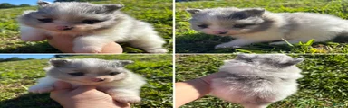 Blue Merle parti girl 