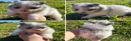 Pomeranian dogs for sale: Blue Merle parti girl  - Ad 1