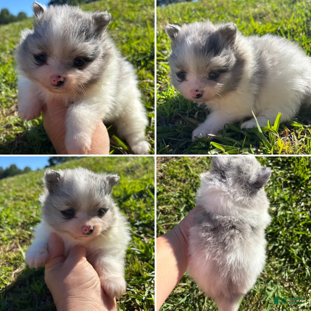 Pomeranian dogs for sale: Blue Merle parti girl  - Ad 1
