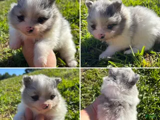 Pomeranian dogs for sale: Blue Merle parti girl - Ad 2