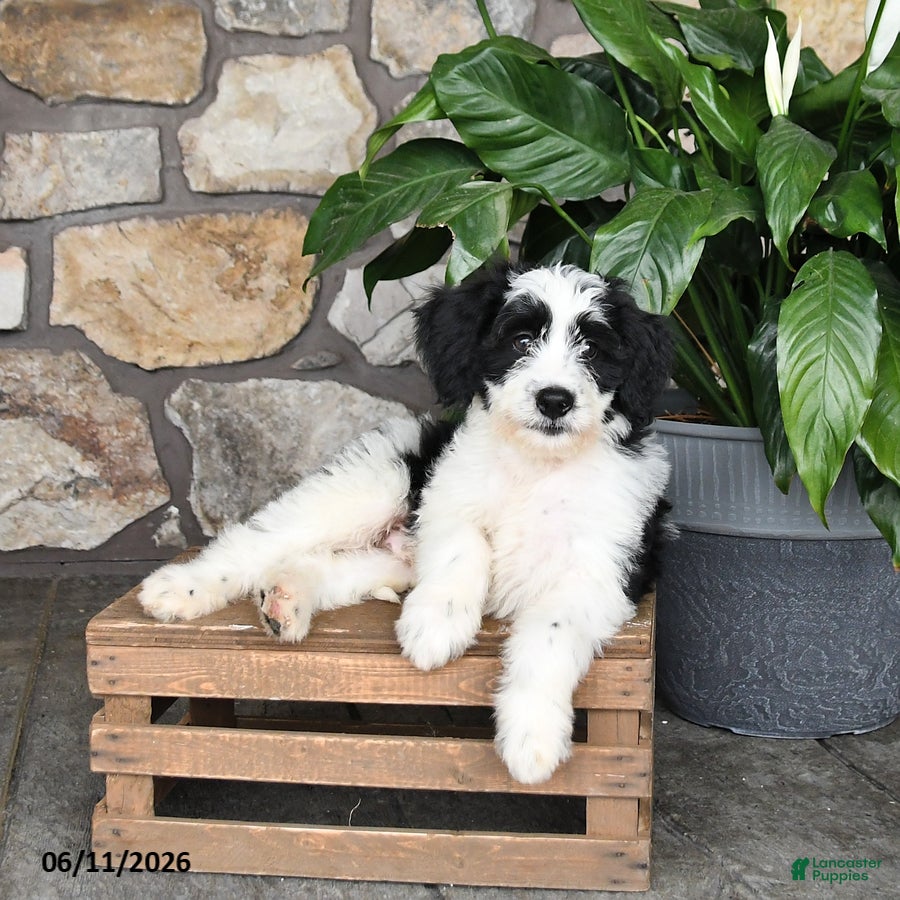 Double Doodle dogs Spotty - Ad 1