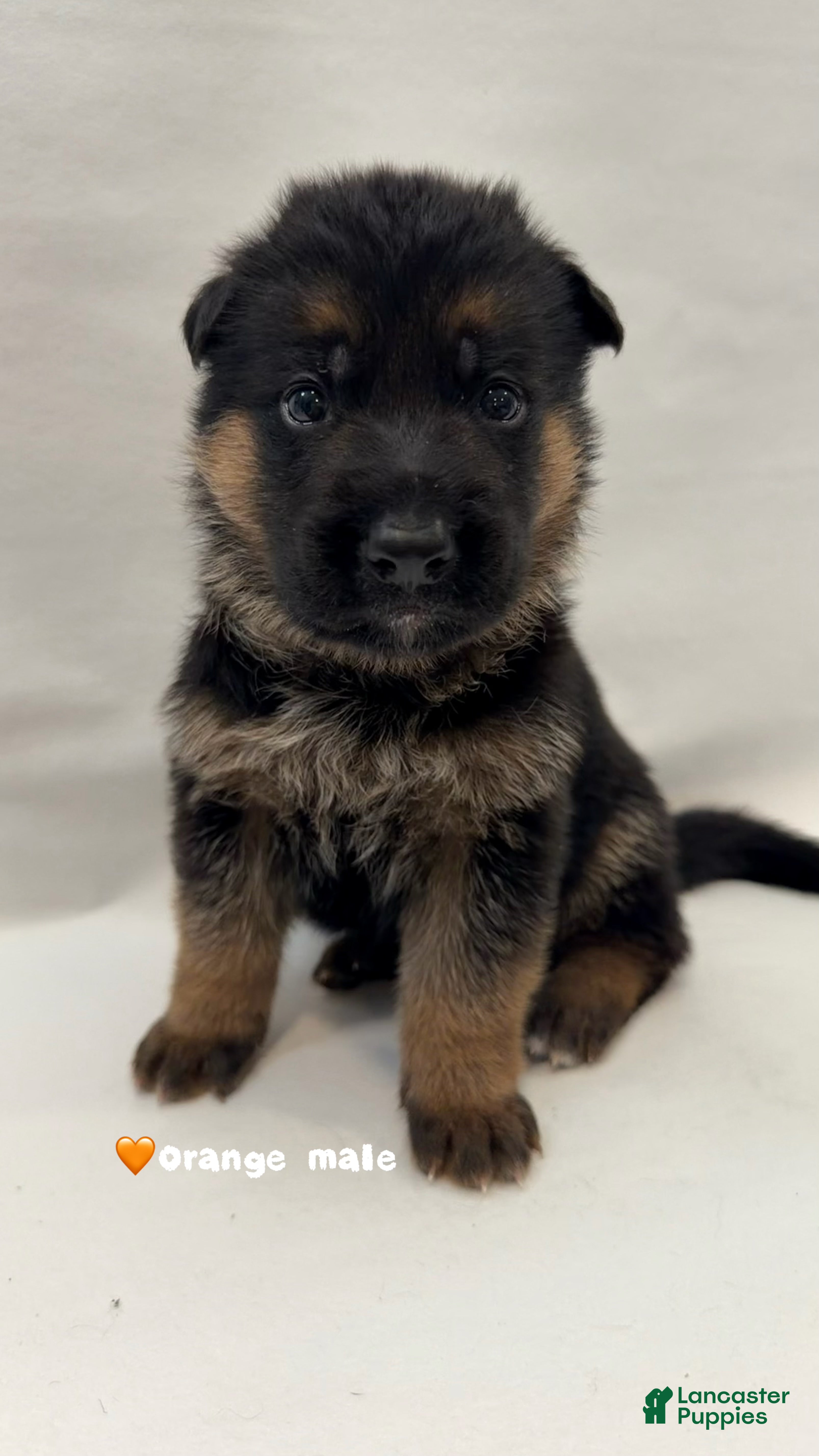 German Shepherd dogs Orange - Ad 33
