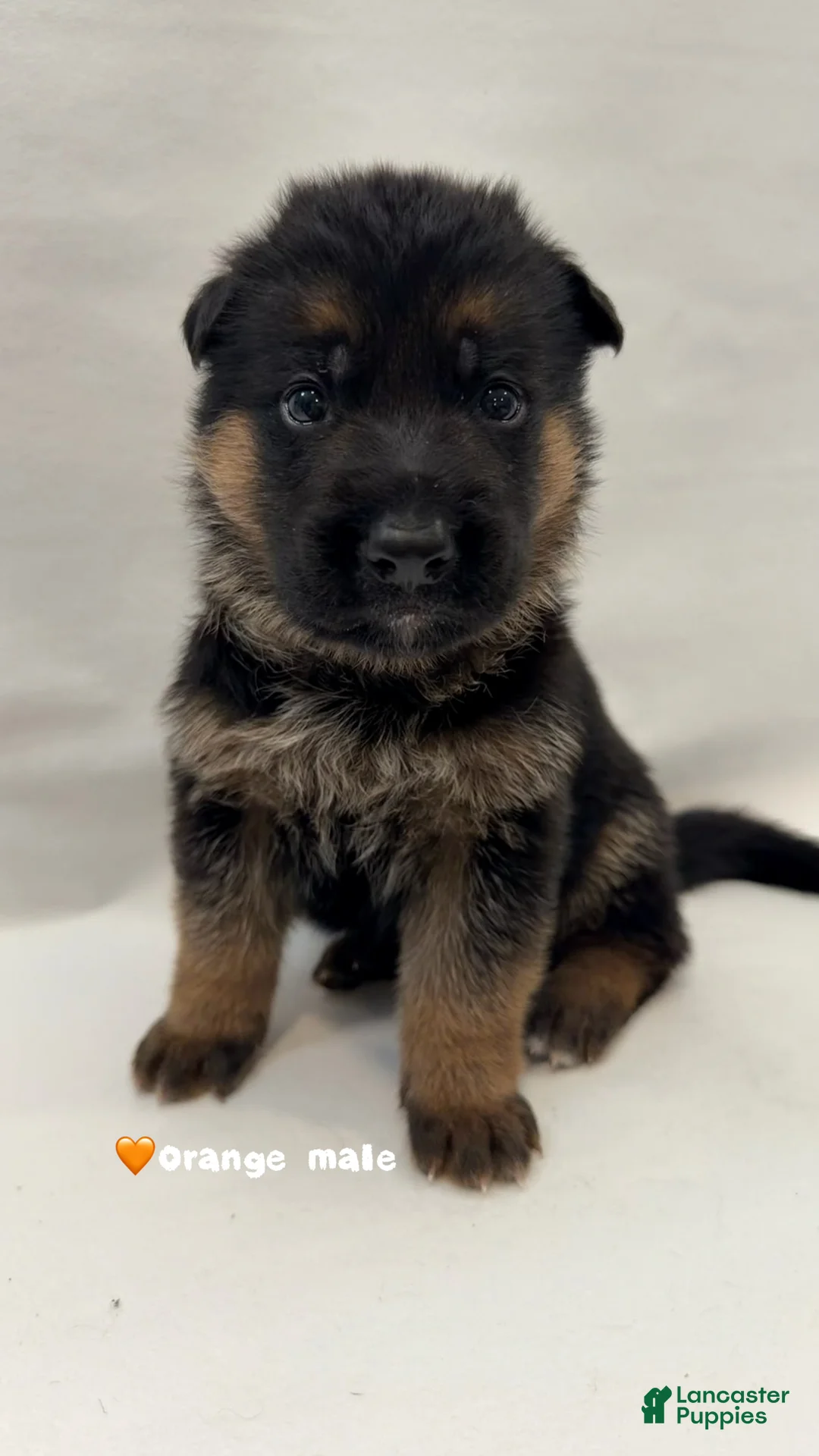 German Shepherd dogs for sale: Orange - Ad 1