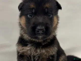German Shepherd dogs Orange - Ad 33