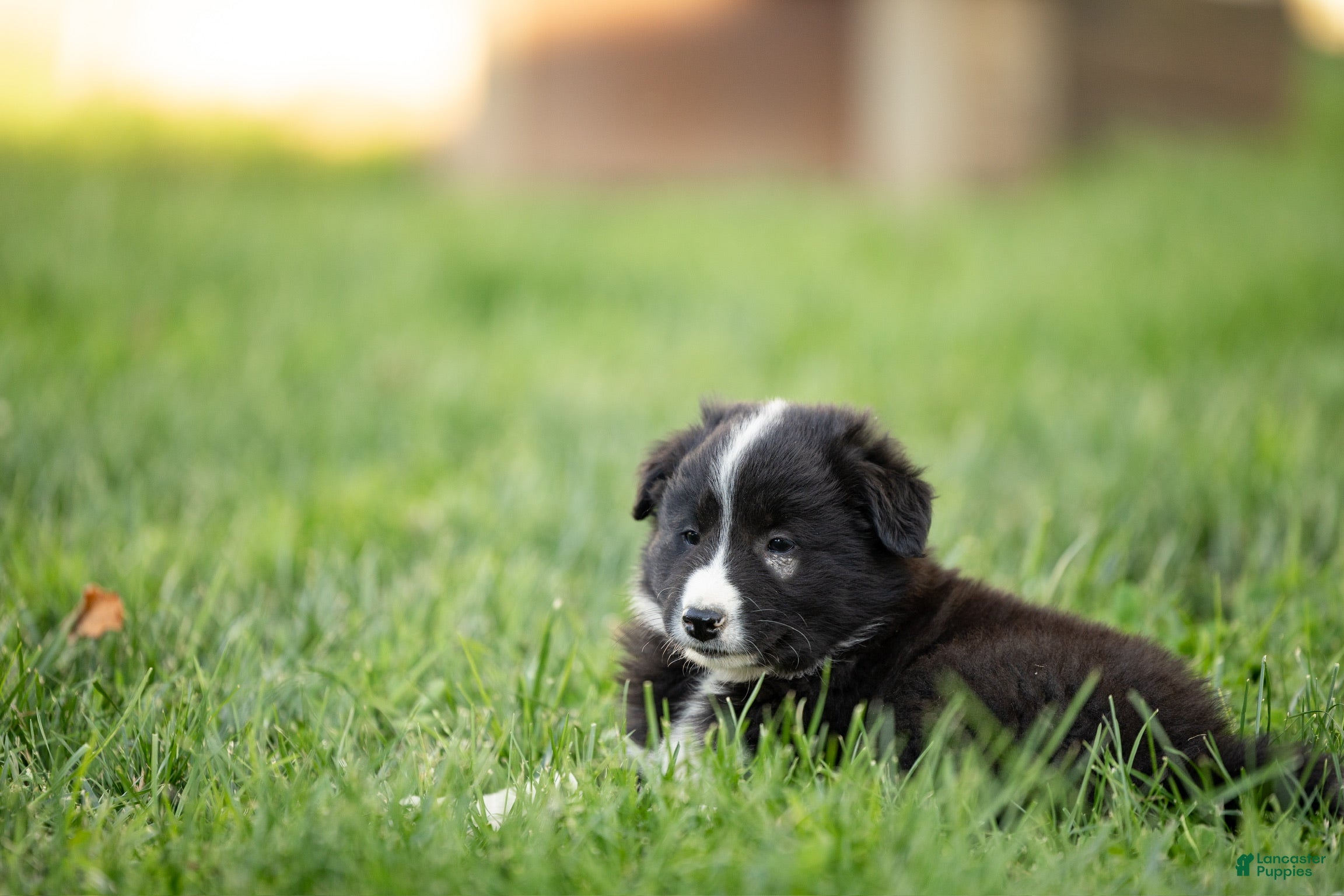 Mixed Breed dogs for sale: Mohawk - Ad 3