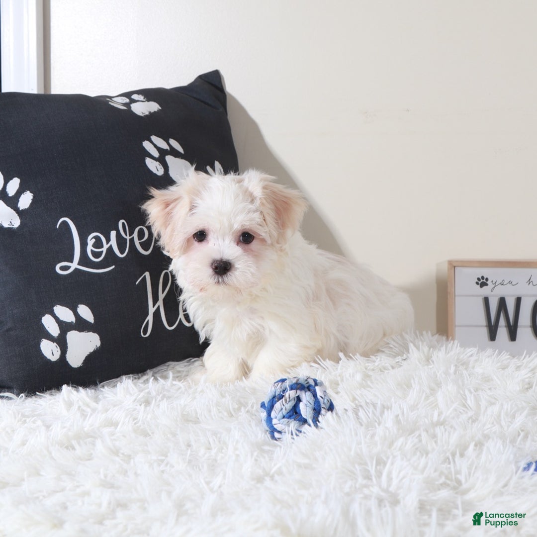 Havanese dogs for sale: Havanese Puppy Bandit - Ad 3