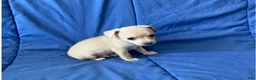 Chihuahua dogs for sale: Remy - Ad 2