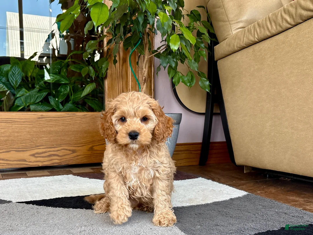 Mixed Breed dogs for sale: Cockapoo/Cavapoo male 2 - Ad 2