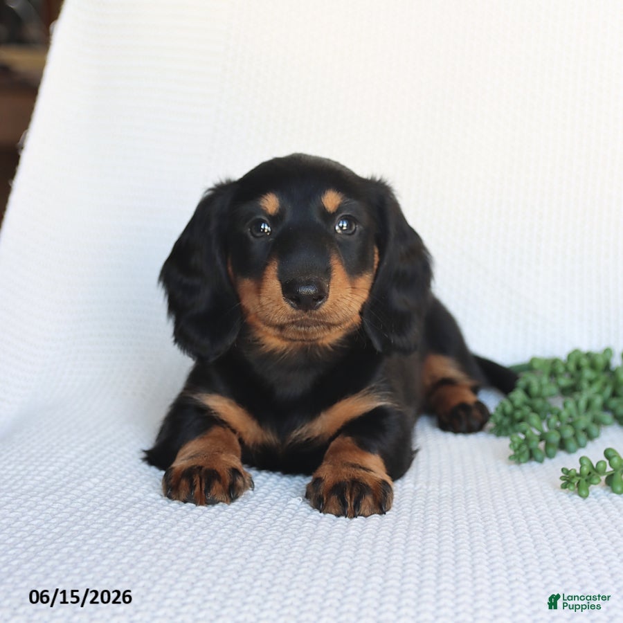 Miniature Dachshund dogs Dallas - Ad 1
