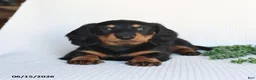 Miniature Dachshund dogs for sale: Dallas - Ad 1