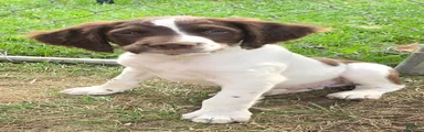 Brittany Spaniel 1