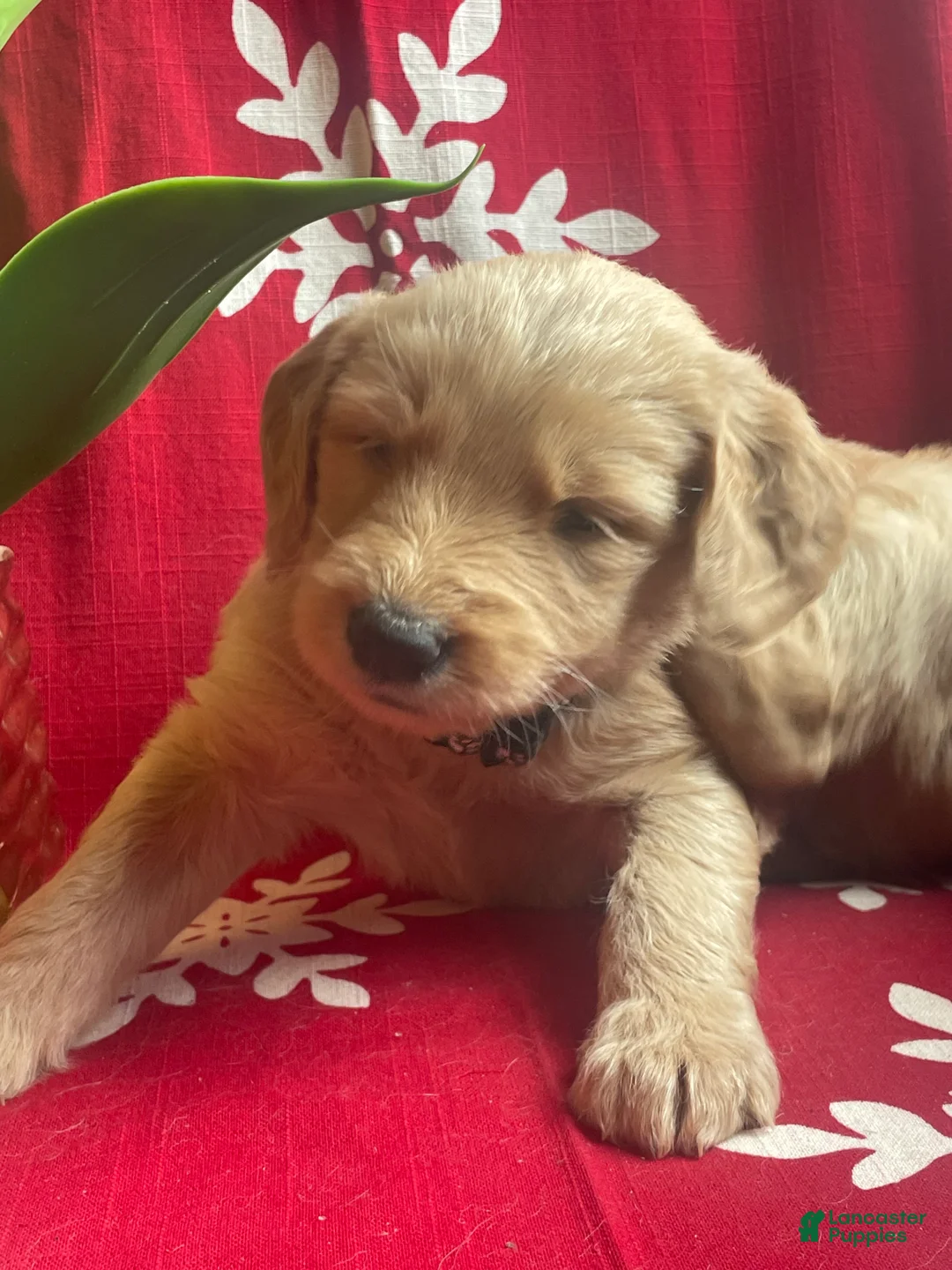 Goldendoodle dogs for sale: Goldendoodle Puppy 1 - Ad 19