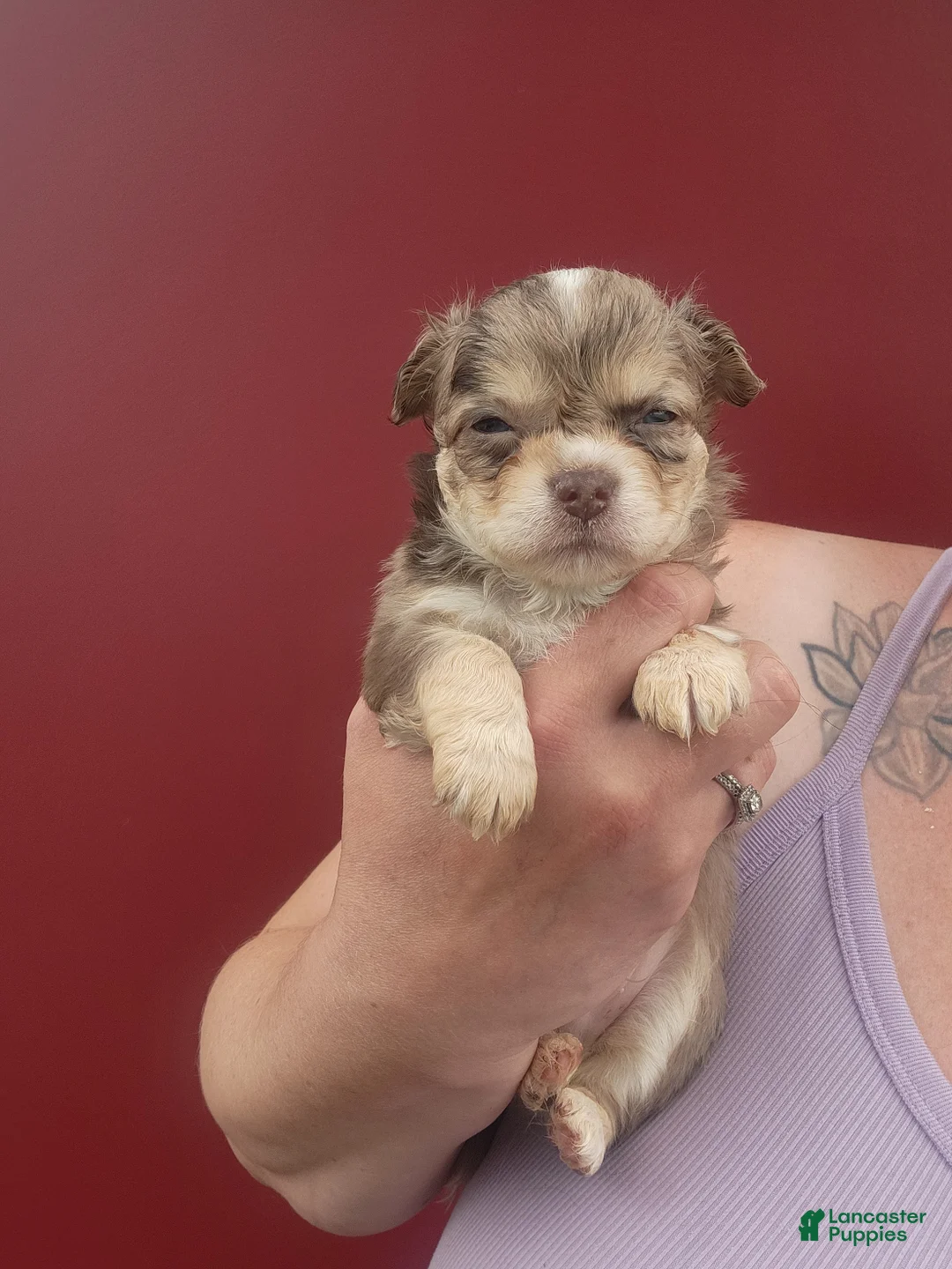 Chihuahua dogs for sale: Timber - Ad 1