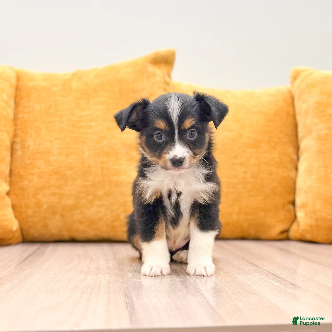 Miniature Australian Shepherd dogs for sale: Pepper - Ad 1