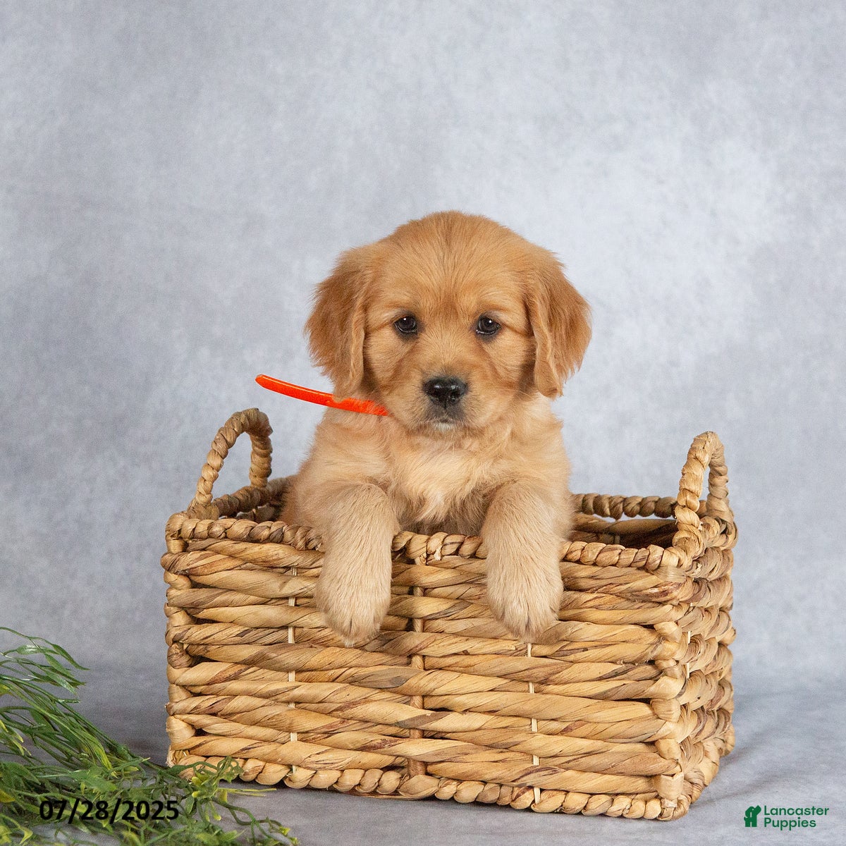 Small Golden Comfort Golden Retriever Rescue Miniature Golden Retriever  Puppies For Sale In Pennsylvania, image size:1200x1200