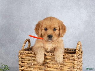 Miniature Golden Retriever dogs - Ad 5
