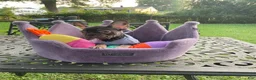French Bulldog dogs for sale: Michelangelo lilac and tan French bulldog - Ad 3