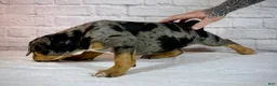 American Bully dogs for sale: XL American Bully Puppy Male  - Ad 10