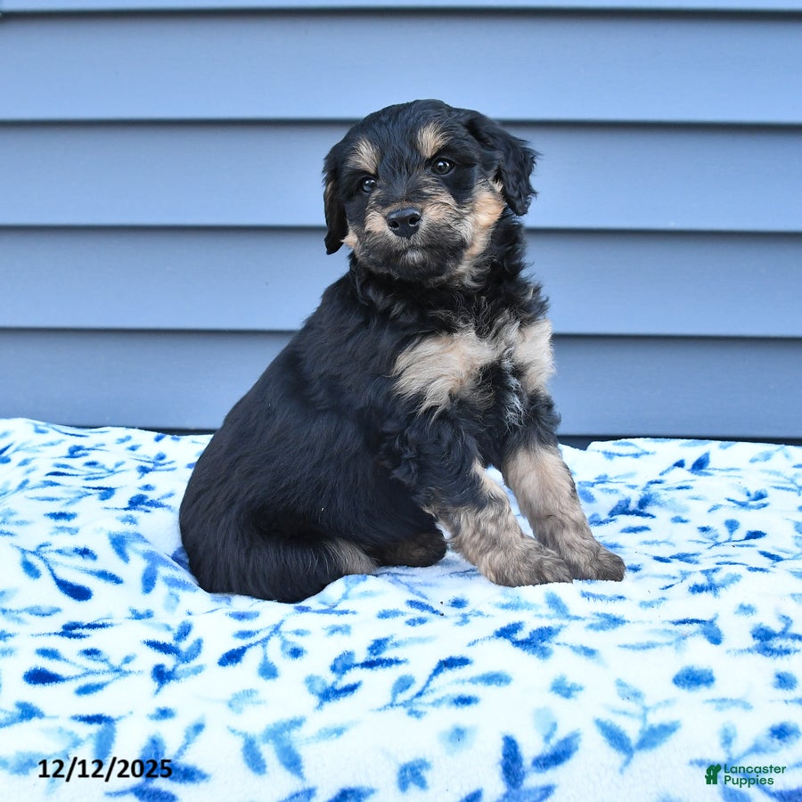 Mixed Breed dogs Alice - Ad 1