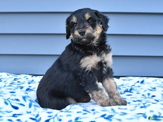 Mixed Breed dogs Alice - Ad 17