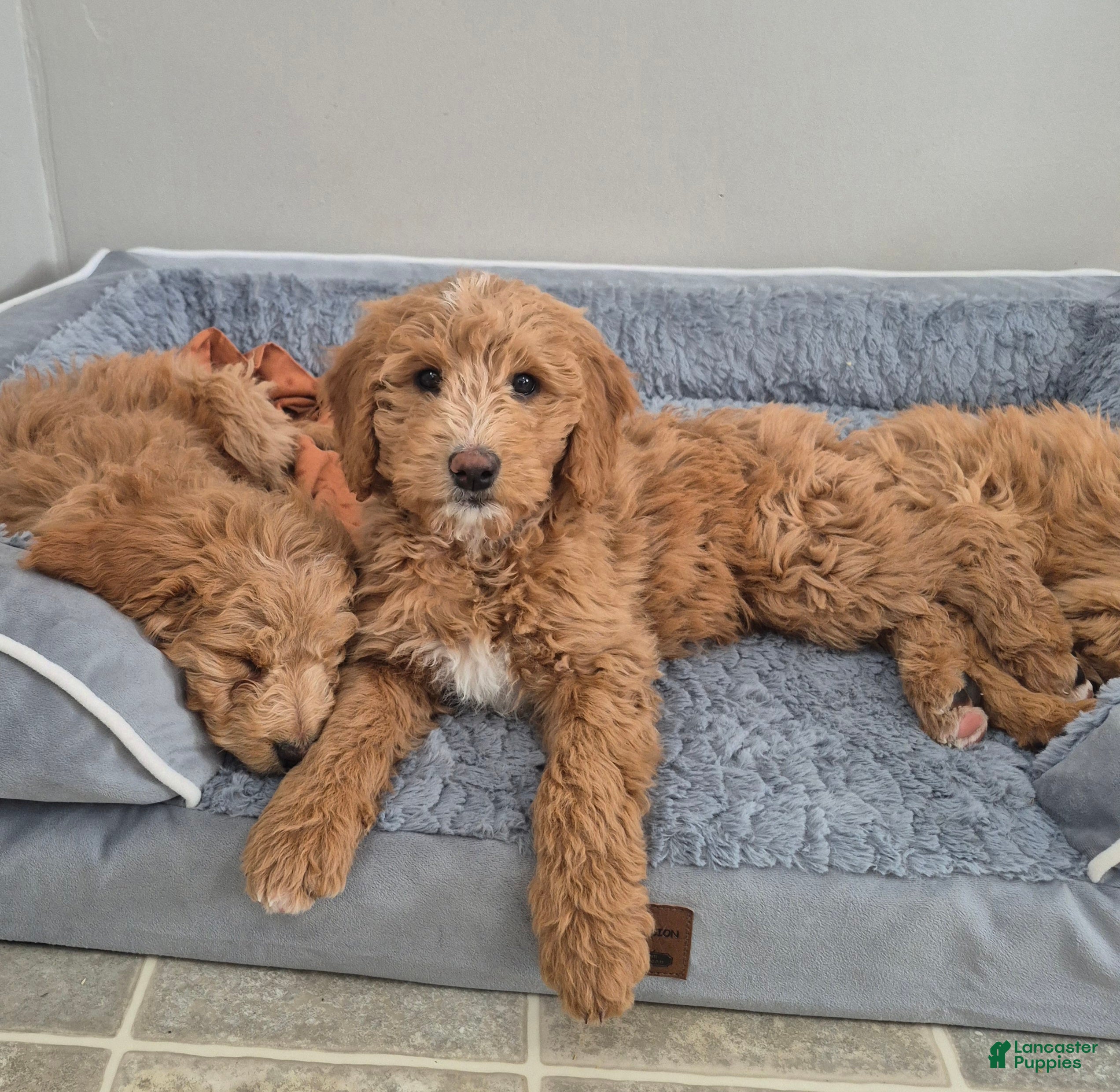 Goldendoodle dogs Lacey - Ad 40
