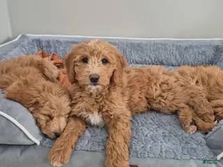 Goldendoodle dogs Lacey - Ad 40