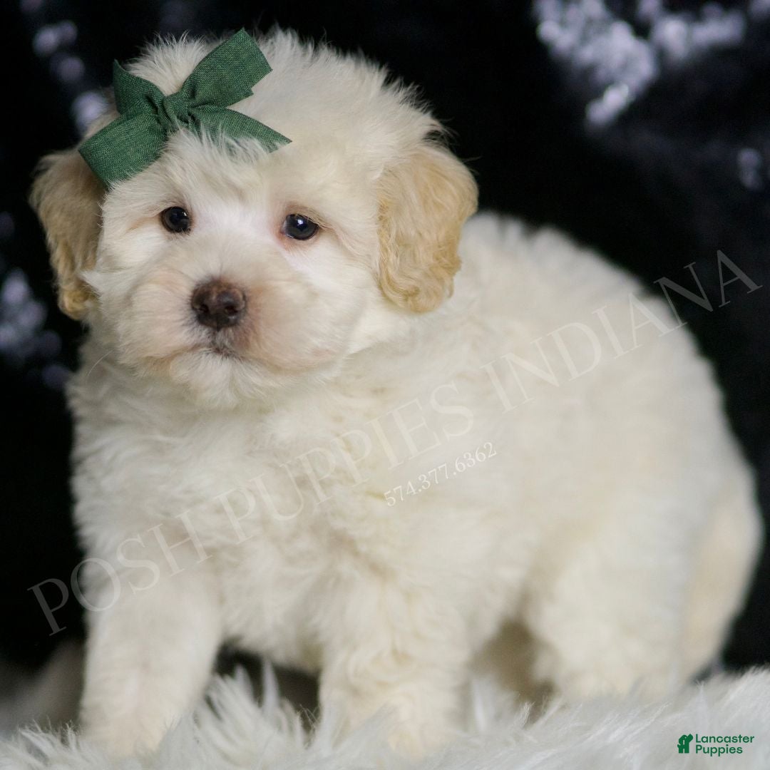 Maltipoo dogs Scout - Ad 1