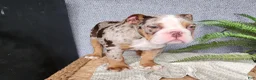English Bulldog dogs for sale: Fletch - Ad 13
