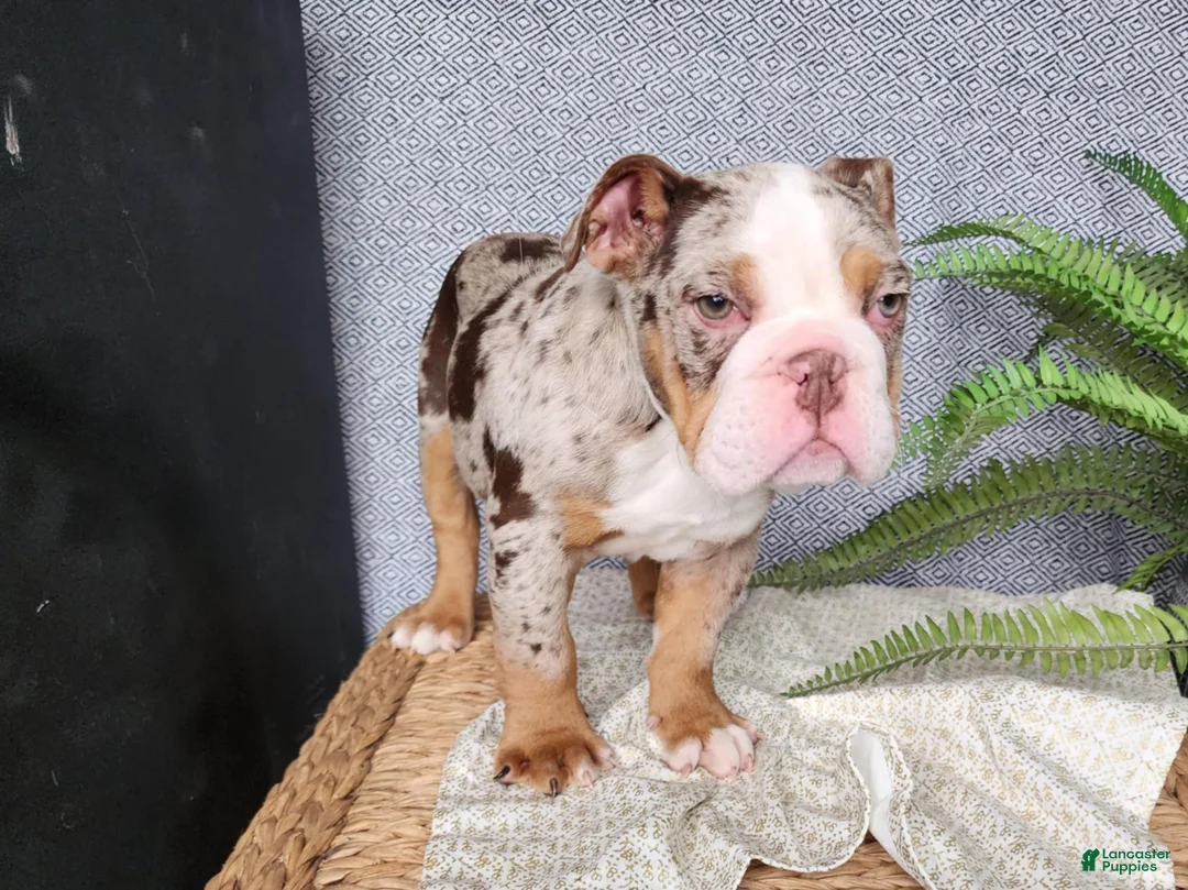 English Bulldog dogs for sale: Fletch - Ad 13