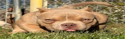American Bully dogs for sale: Bubba - Ad 4