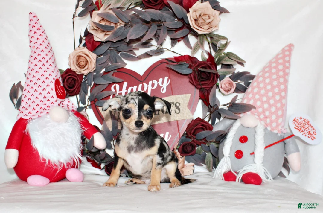 Chihuahua dogs for sale: Dagan - Ad 2