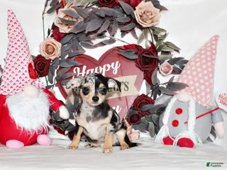 Chihuahua dogs Dagan - Ad 2