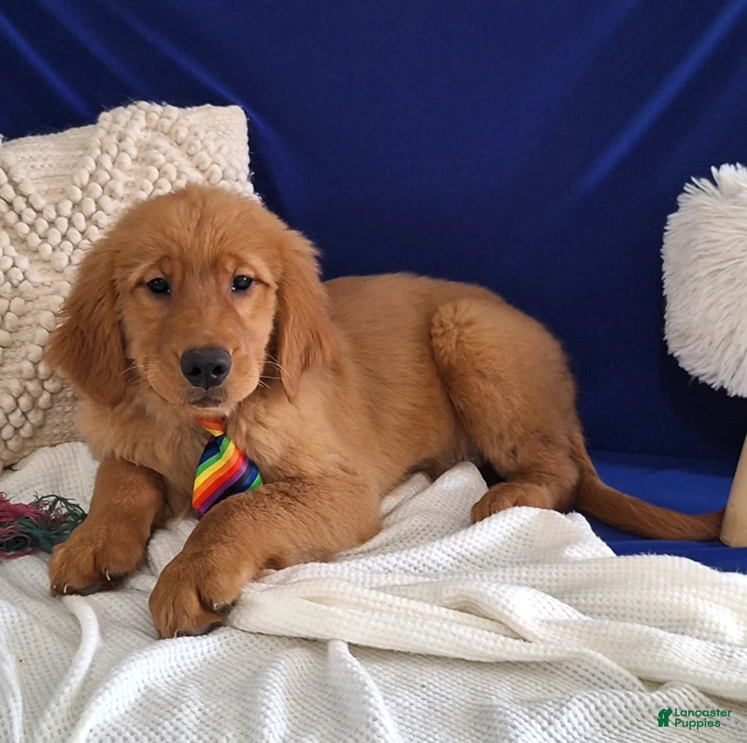 Golden Retriever dogs for sale: Silas - Ad 3