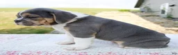 Beabull dogs for sale: Iris - Ad 5