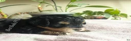 Miniature Schnauzer dogs for sale: Miniature Schnauzer 3 - Ad 11