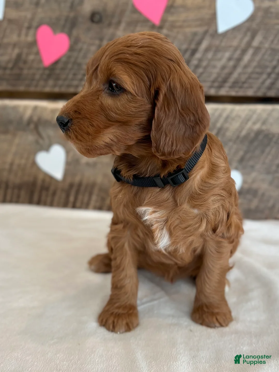 Irish Doodle dogs for sale: Jasmine - Ad 10