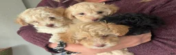 Maltipoo dogs for sale: Koby - Ad 5