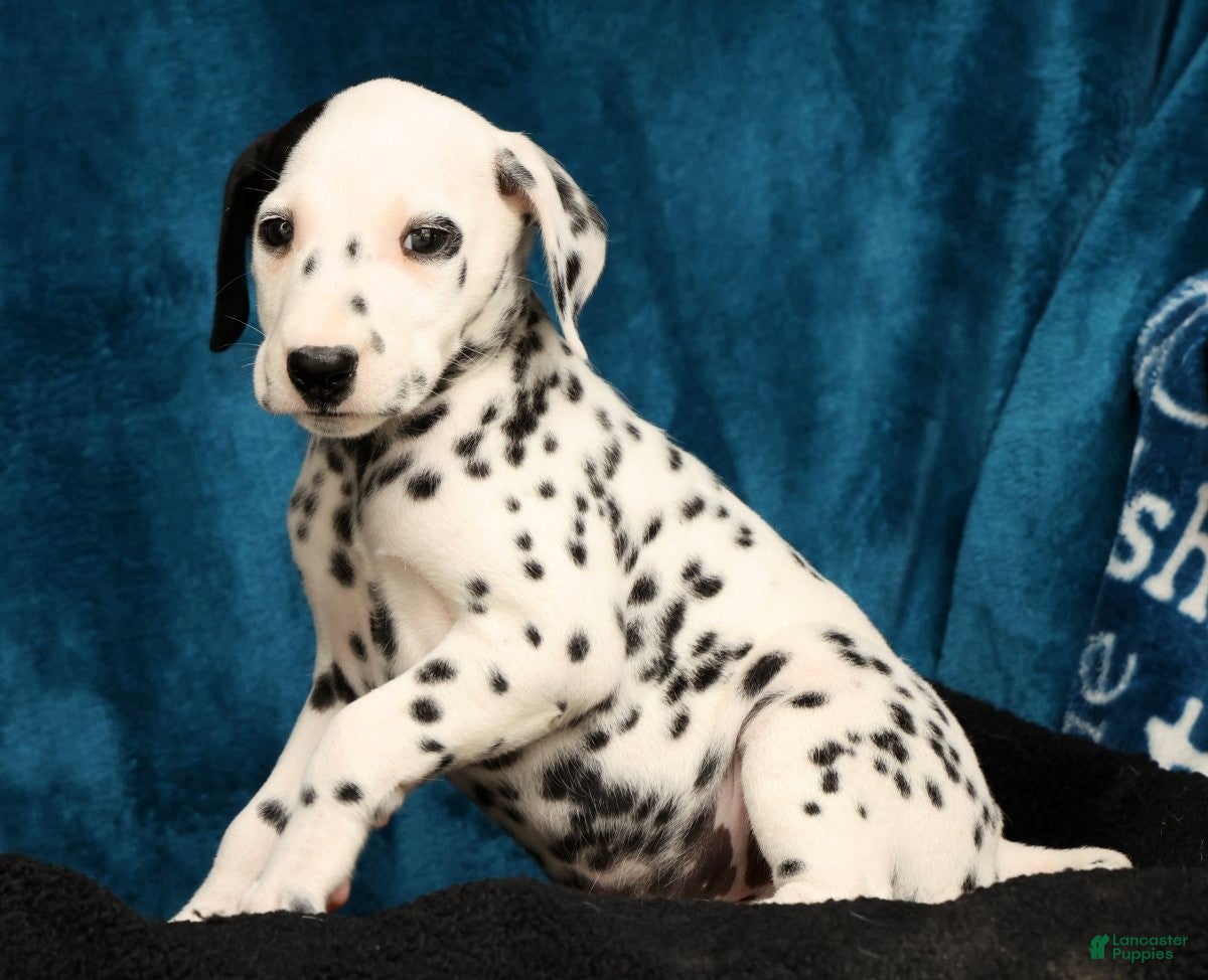 Dalmatian dogs Bella - Ad 2
