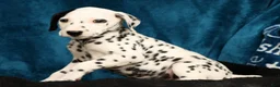 Dalmatian dogs for sale: Bella - Ad 2