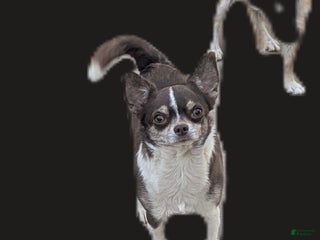 Chihuahua dogs - Ad 4