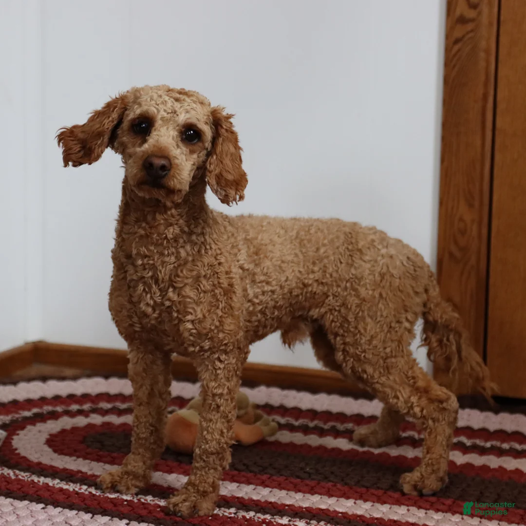 Mini Goldendoodle dogs for sale: Karabell  - Ad 7