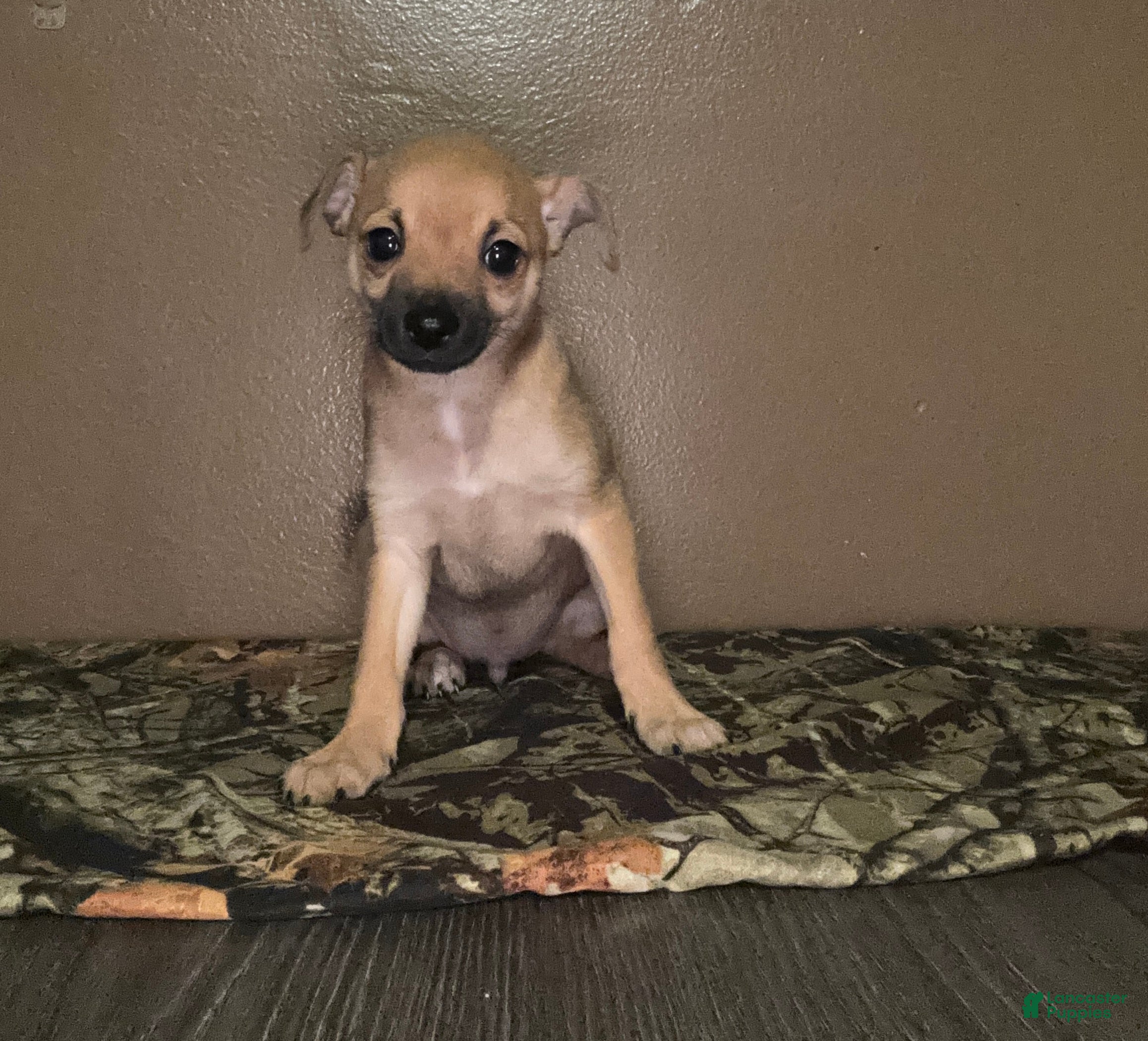 Chihuahua dogs Chihuahua Puppy 3 - Ad 38