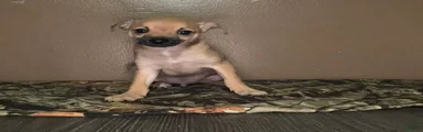 Chihuahua Puppy 3