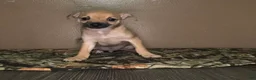 Chihuahua dogs for sale: Chihuahua Puppy 3 - Ad 1
