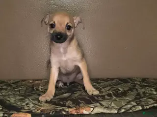 Chihuahua dogs Chihuahua Puppy 3 - Ad 32